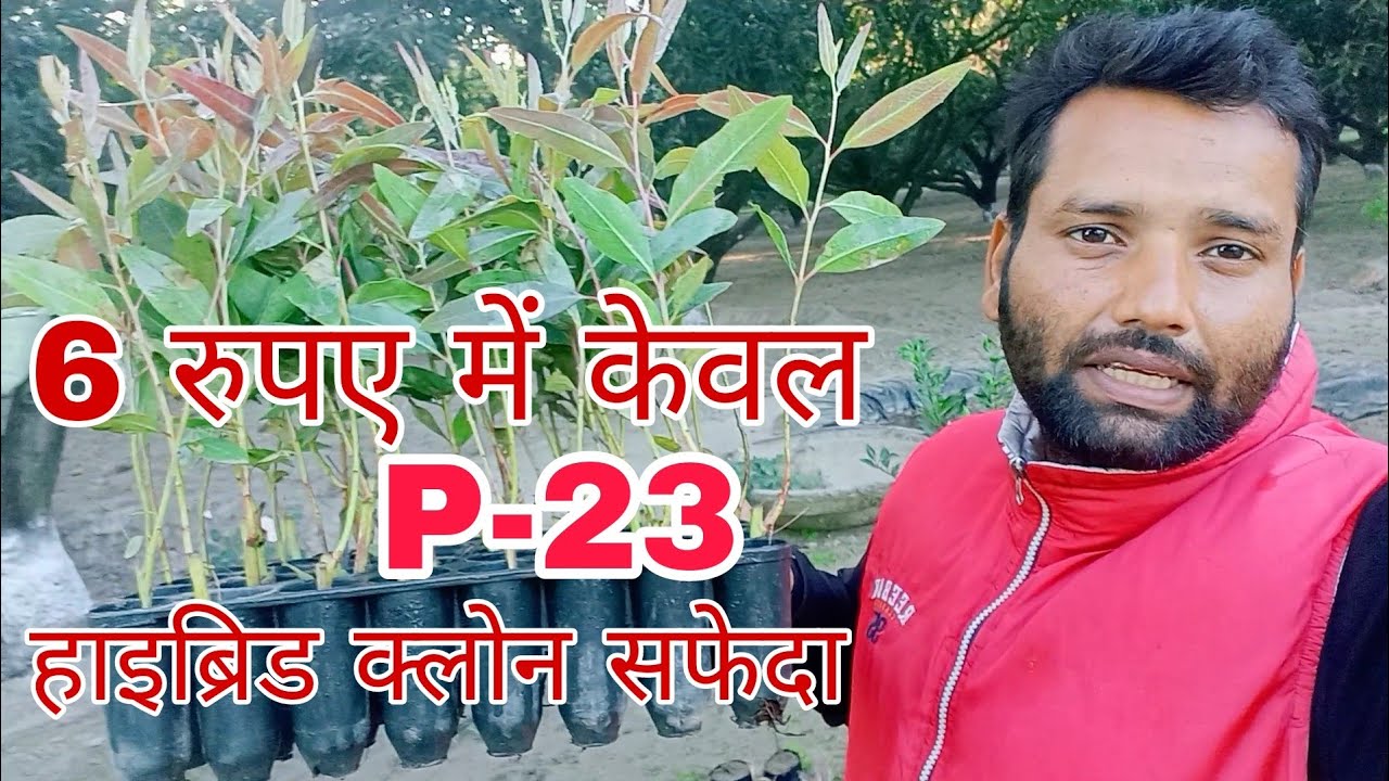 #cloneeucalyptus-p23 #71-no-safeda #desieucalyptus #hybridsafeda #Nilgiri #88nosafedaclone