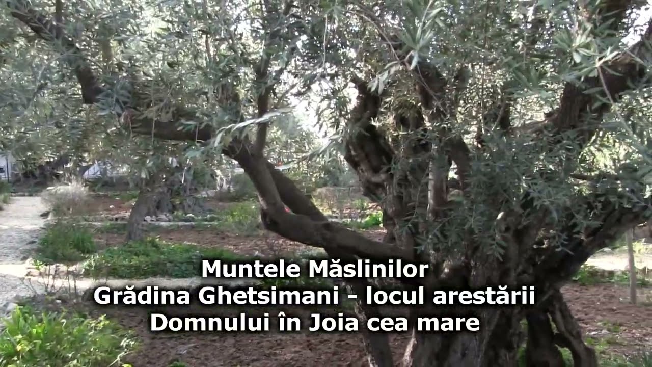Muntele Măslinilor, Grădina Ghetsimani - locul arestării Domnului în Joia cea Mare (Joia Patimilor)