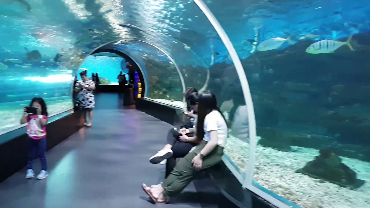 Manila Ocean Park Oceanarium and Jellyfish