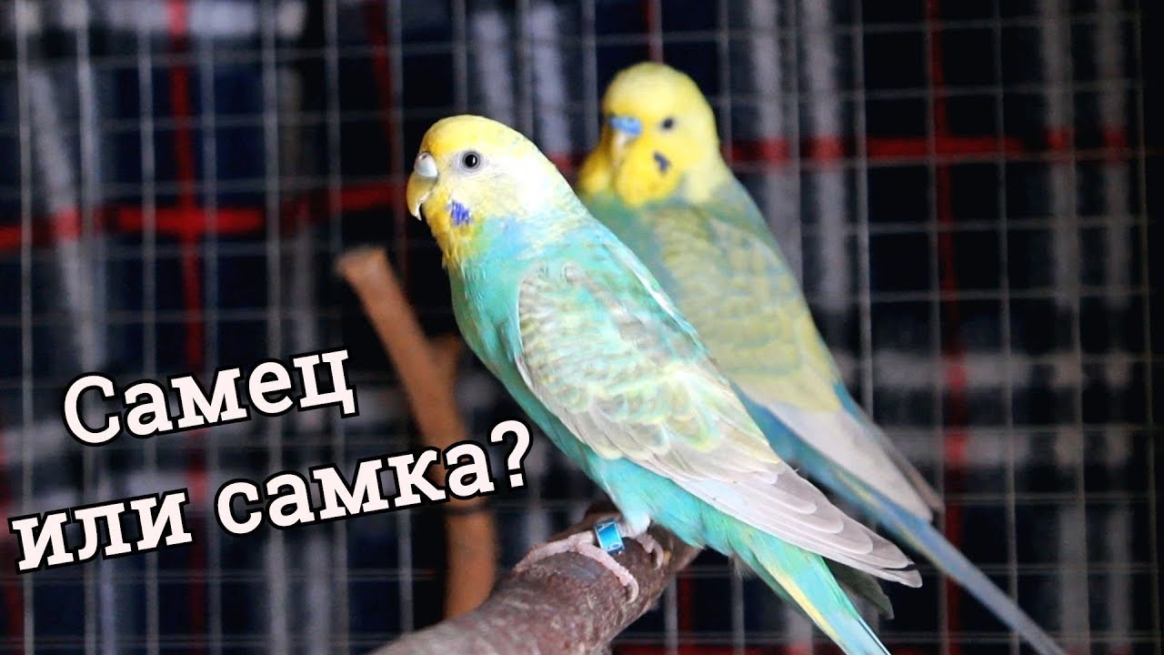 ОПРЕДЕЛЯЕМ ПОЛ У ВОЛНИСТОГО ПОПУГАЯ! | PetMania
