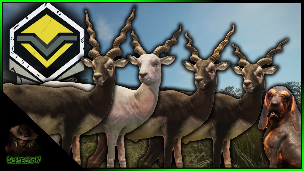 DIAMOND & LEUCISTIC TRURACS BLACKBUCK! Hunting TruRACS Blackbuck With Our Bloodhound!