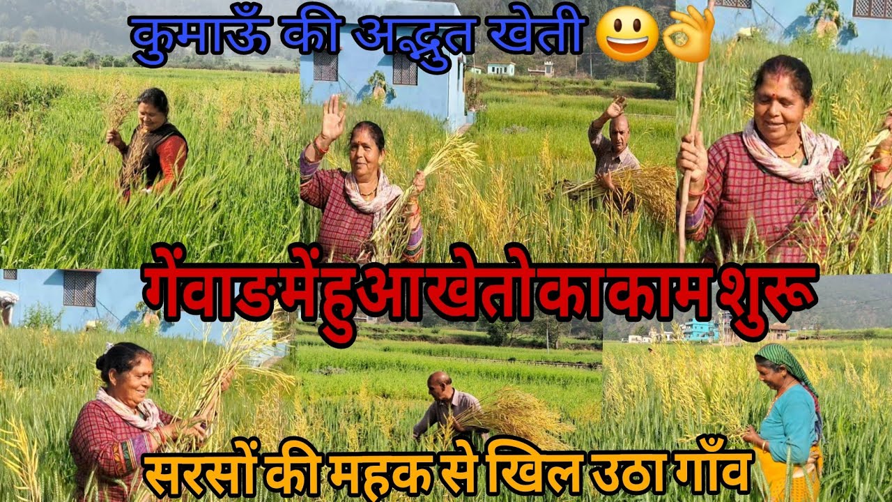 गेंवाङ में हुआ खेतो का काम  शुरू !!सरसों की महक से खिल उठा गाँव !! @veerumanralvlogs01 #uttarakhand 