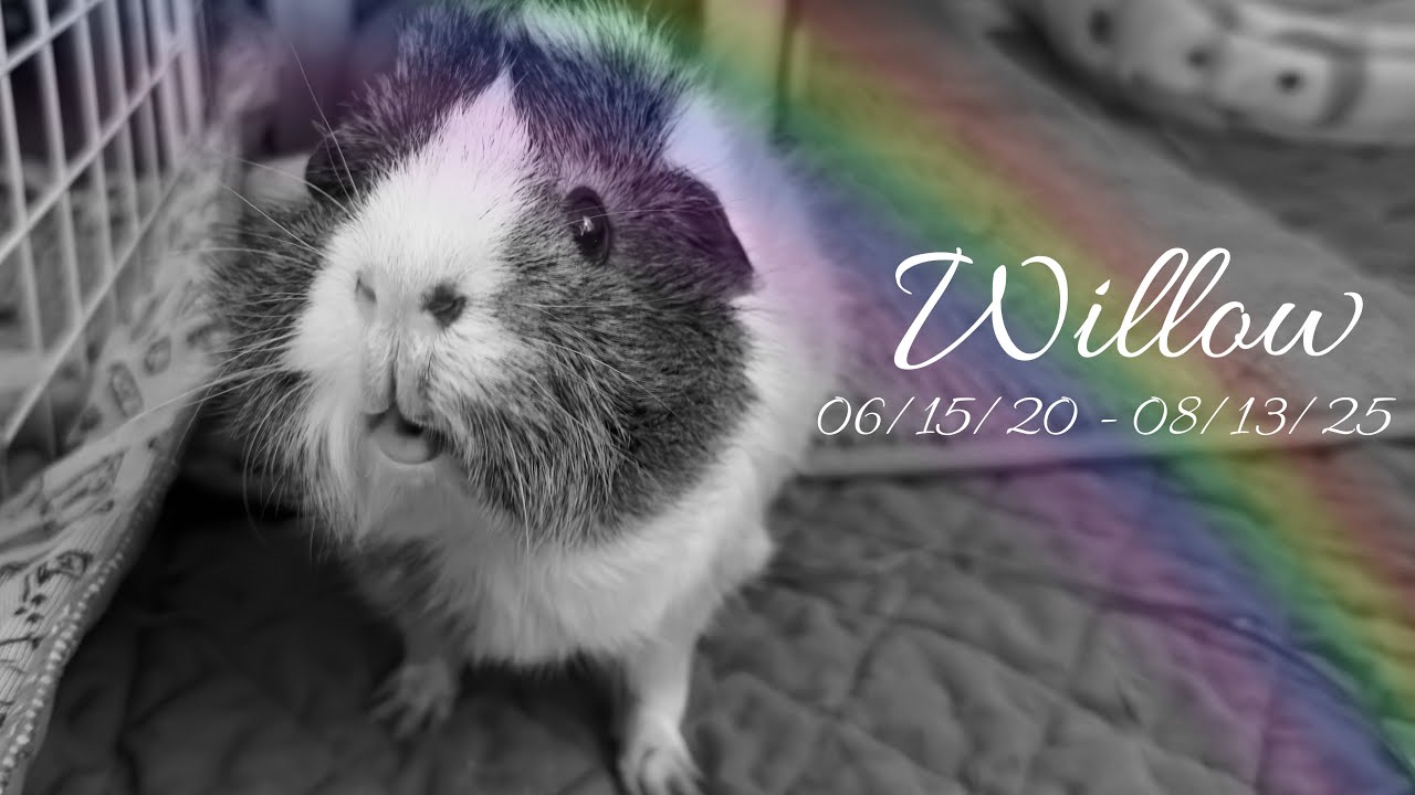 Rest Easy, Willow ❤️