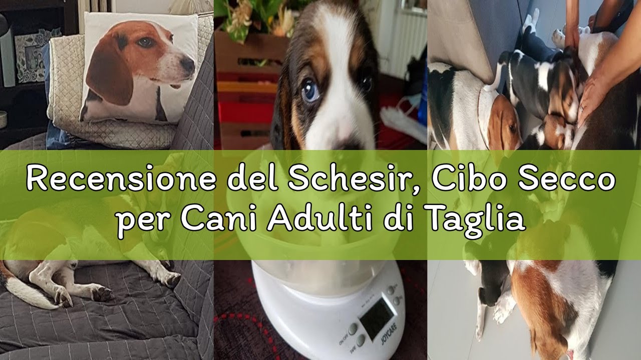 Recensione del Schesir, Cibo Secco per Cani Adulti di Taglia Grande al Gusto Pollo, Linea Mantenimen