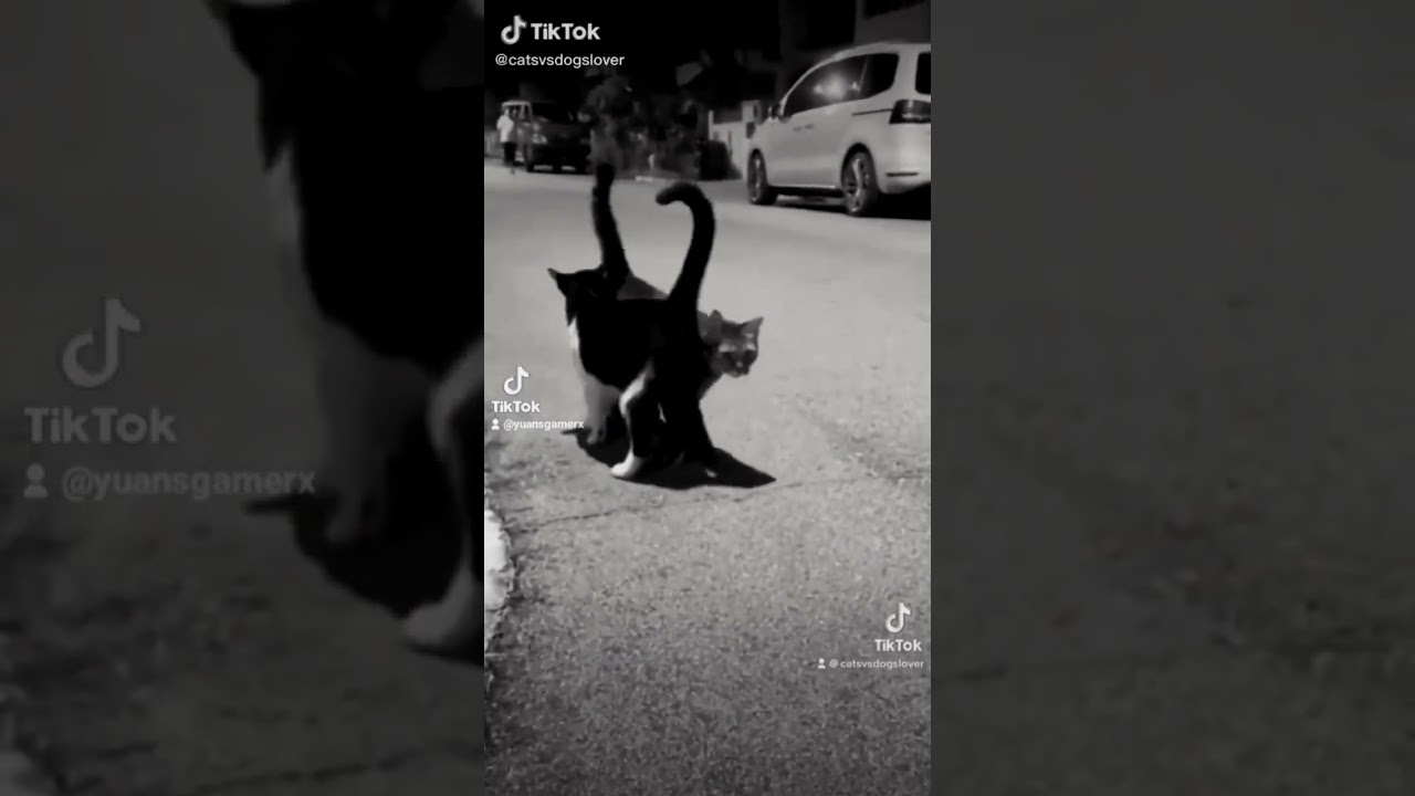 Tail of LOVE cute cats😃