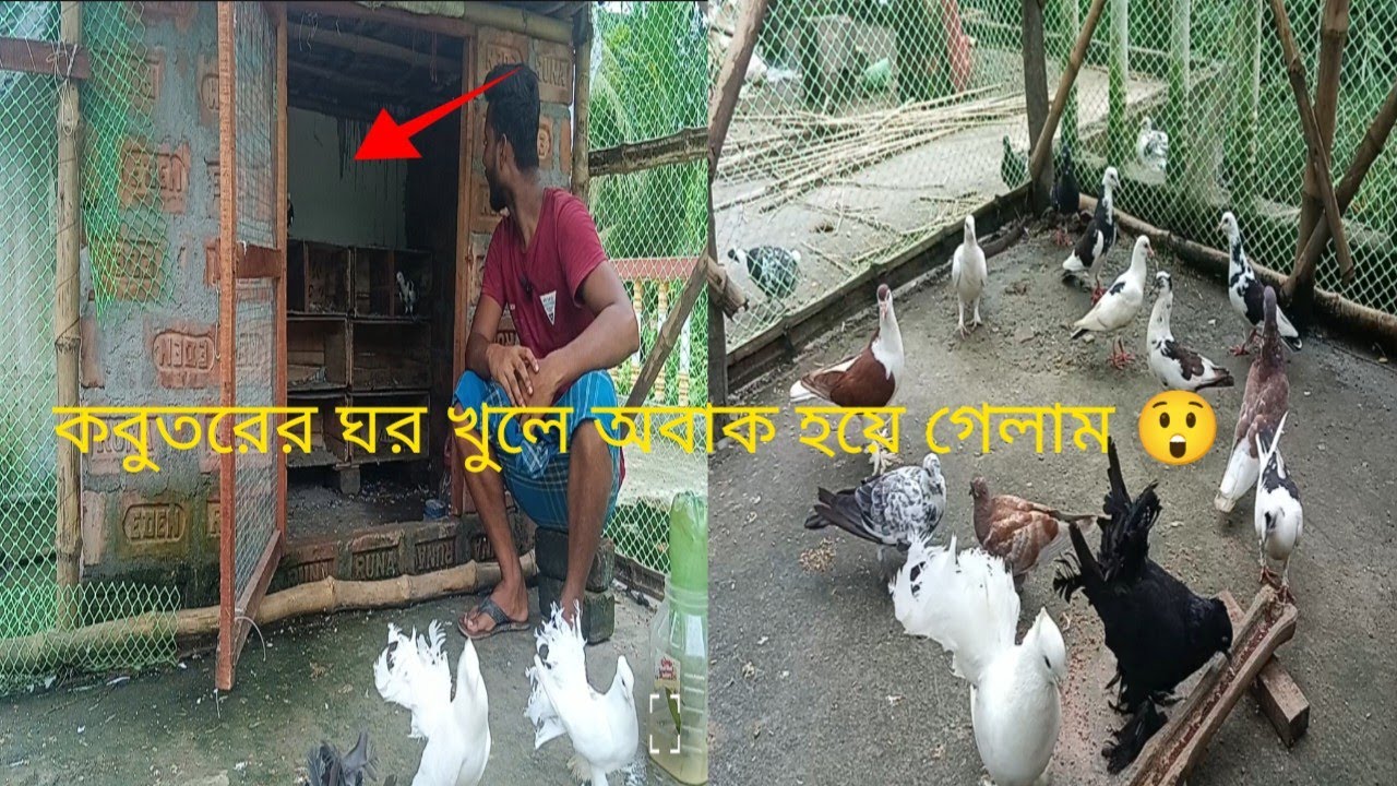 কবুতরগুলো ছাড়তে গিয়ে একটা খুশির খবর দেখলাম 😲#pigeon #kabootar #kabutar