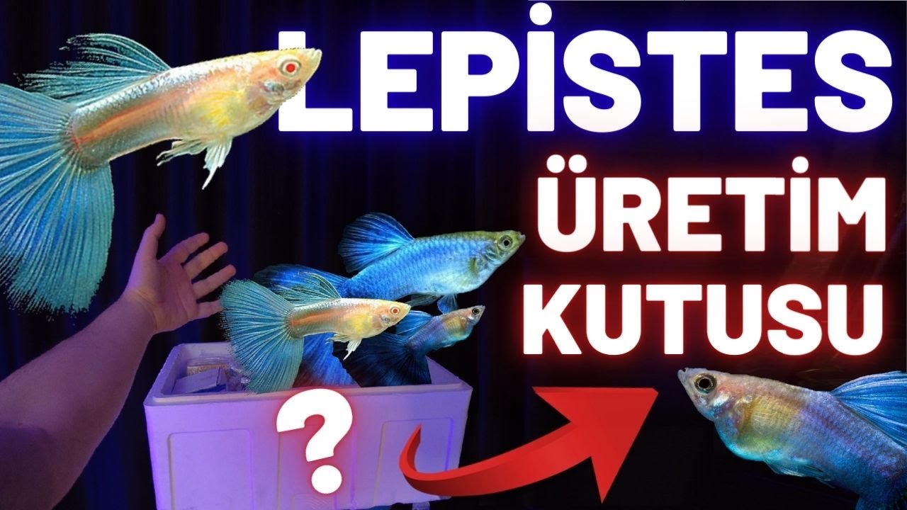 LEPİSTES ÜRETİM KUTUSU! HARİKA GELİŞMELER! #akvaryum #lepistes