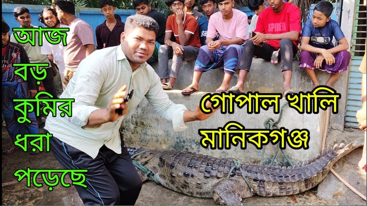 বড় কুমির ধরা পড়েছে গোপালখালি মানিকগঞ্জ
