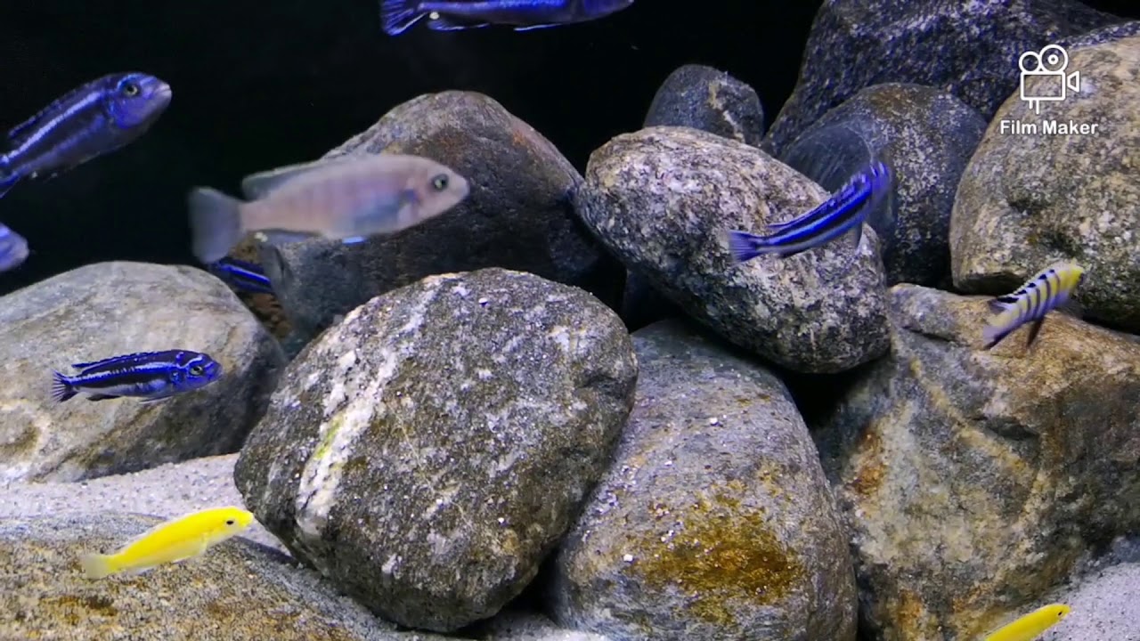 Moje malawi ~350l