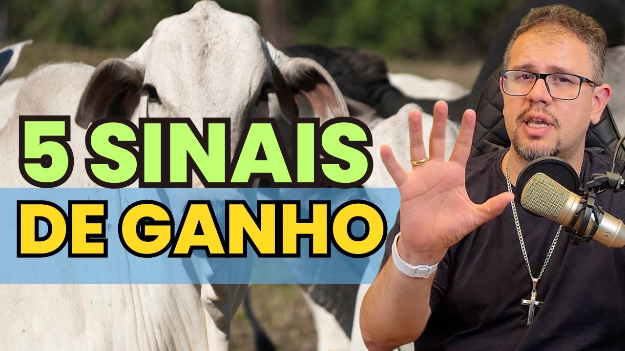 5 SINAIS que o seu gado está dando LUCRO antes da pesagem