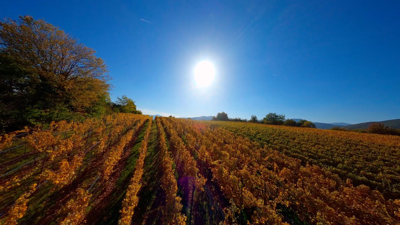 Weinregion Elsass im Herbstgewand (Frankreich)