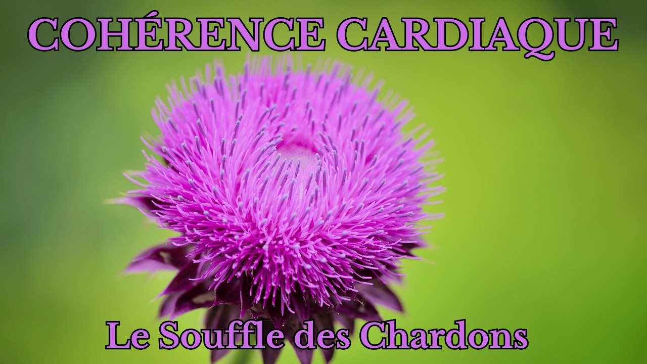 🌿 Cohérence Cardiaque – Le Chardon Force, dignité & fleur intérieure