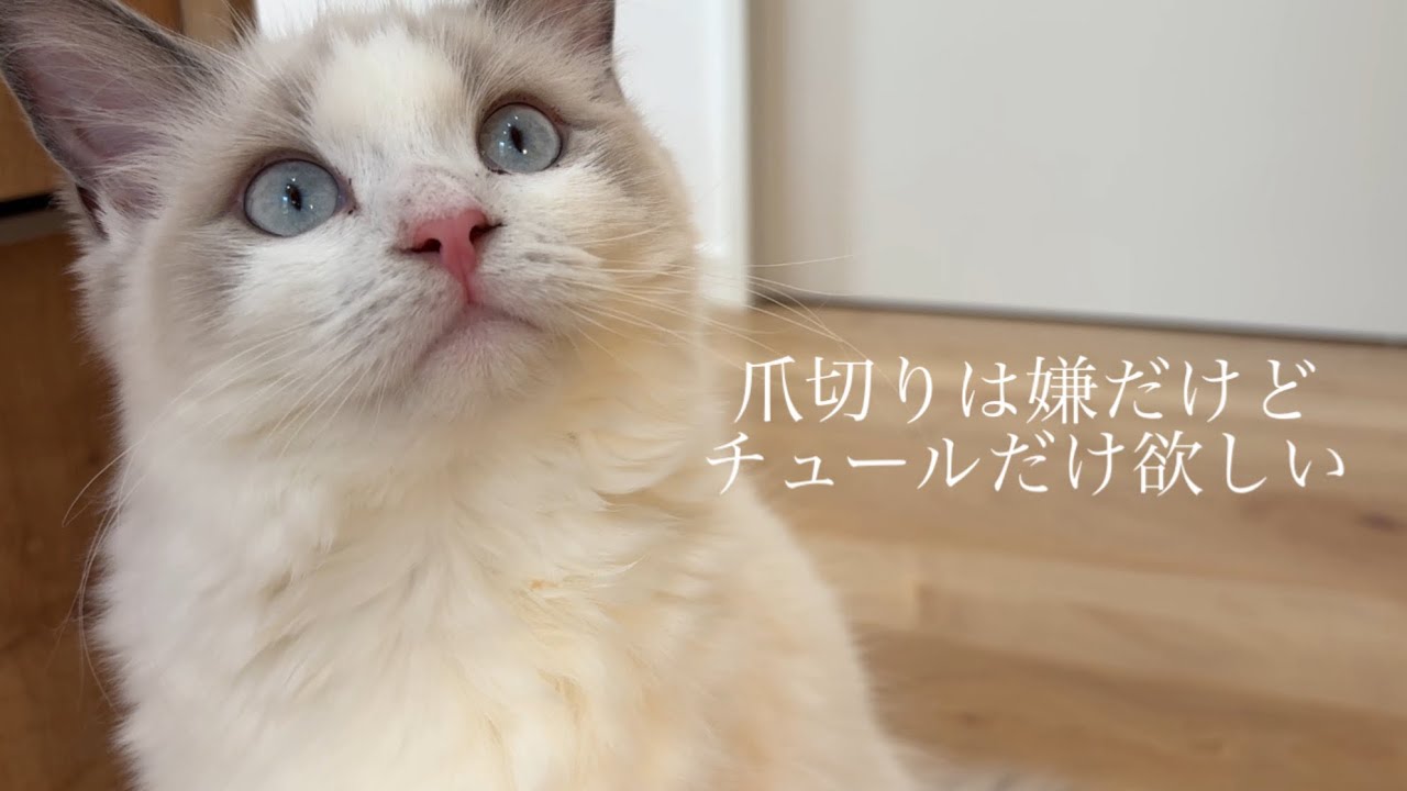 爪切ってご褒美あげるだけの動画💅