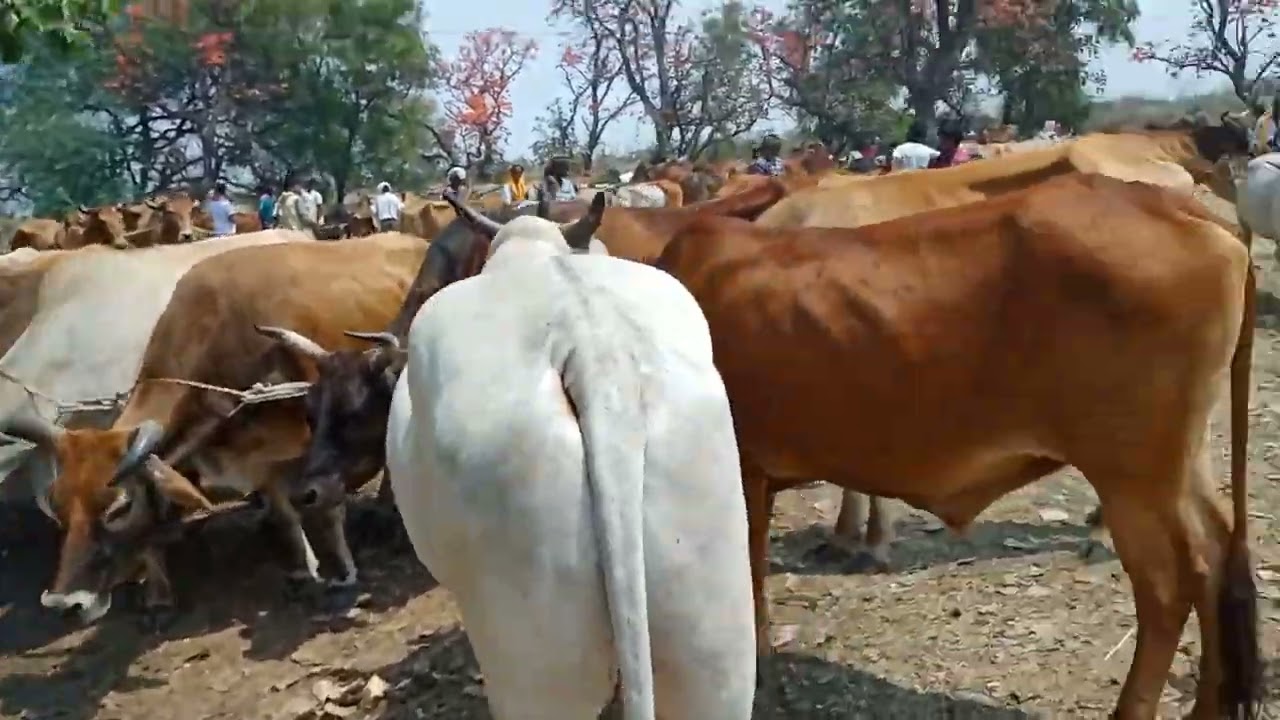 Animal Market Odisha cow market and bull market