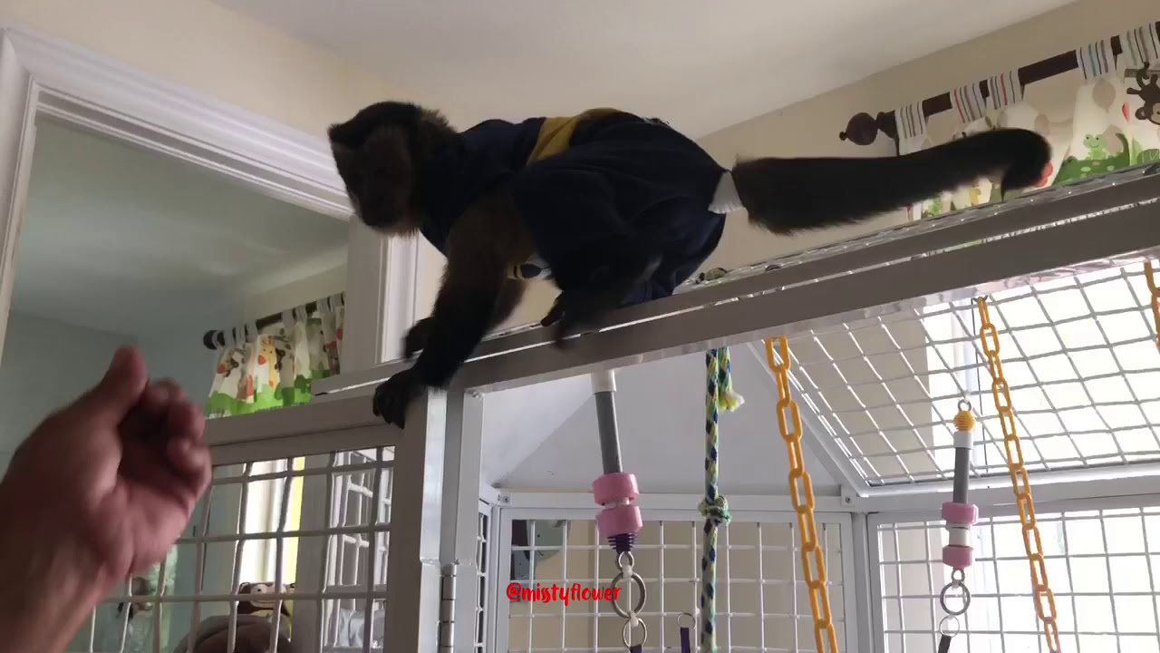 Monkey playtime in monkey playroom on a rainy day❤️🐒Toby🐒Angelika &🐒Russel, oh & Daisy 🐶😍😂🐒❤️