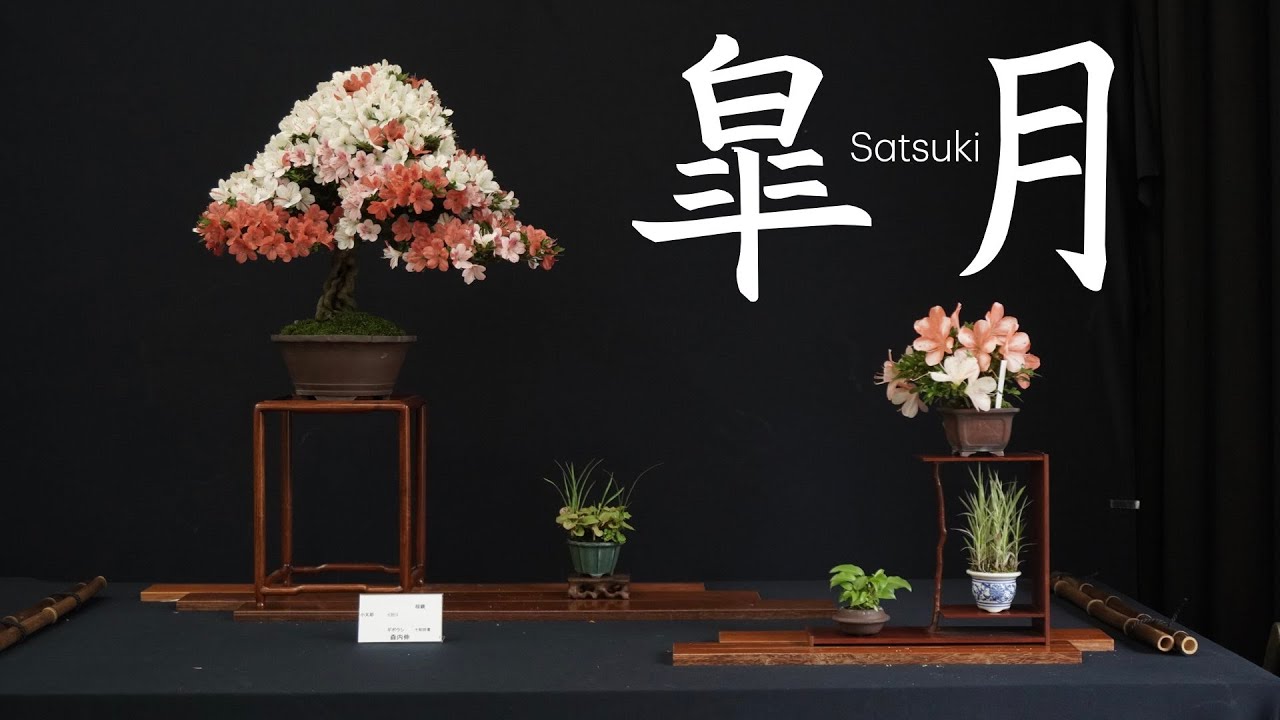 [4K] 第59回堺さつき展 皐月盆栽展示会