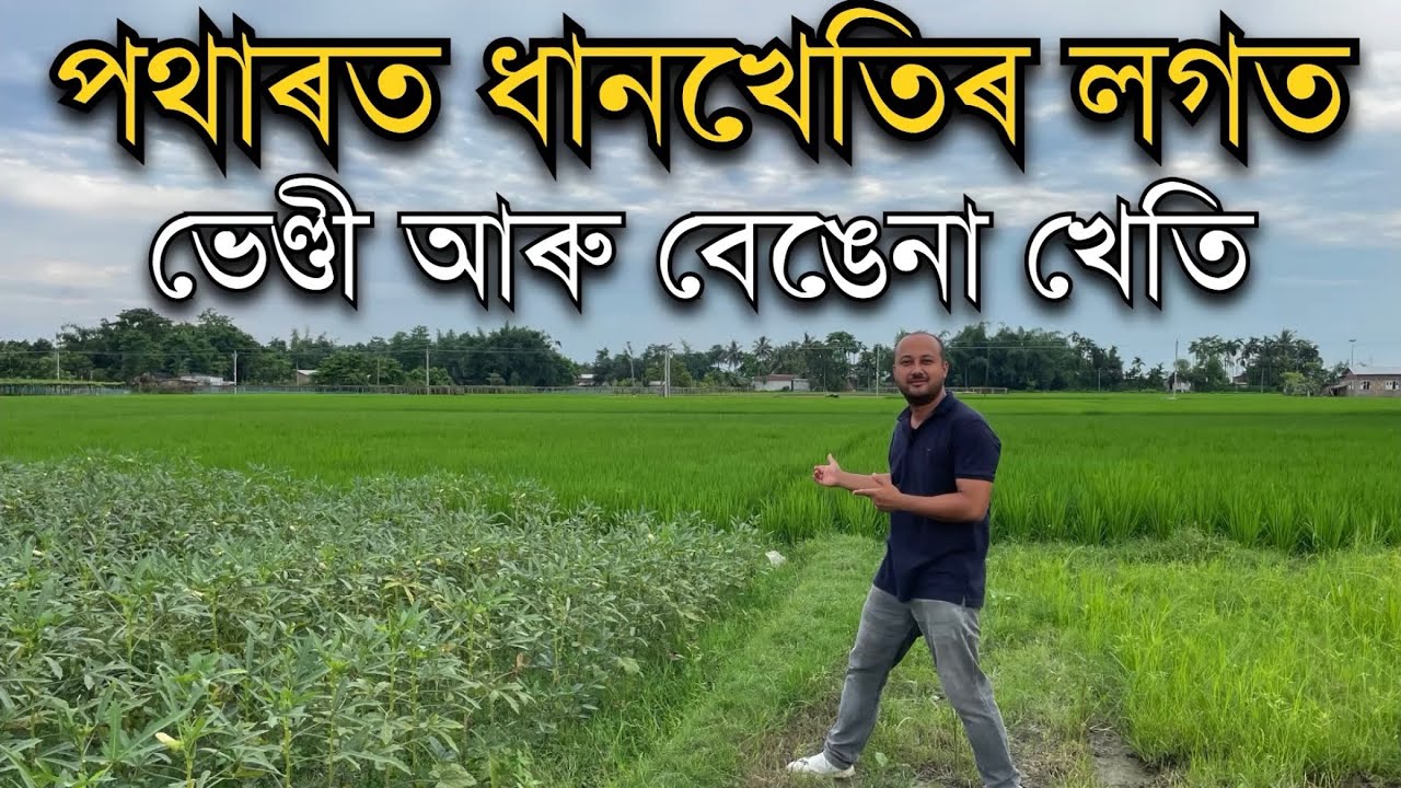 পথাৰত ধানখেতিৰ লগতে ভেণ্ডী,বেঙেনাৰ খেতি । Multilayer farming in Assam। Okra Farming । Pranjal Gogoi