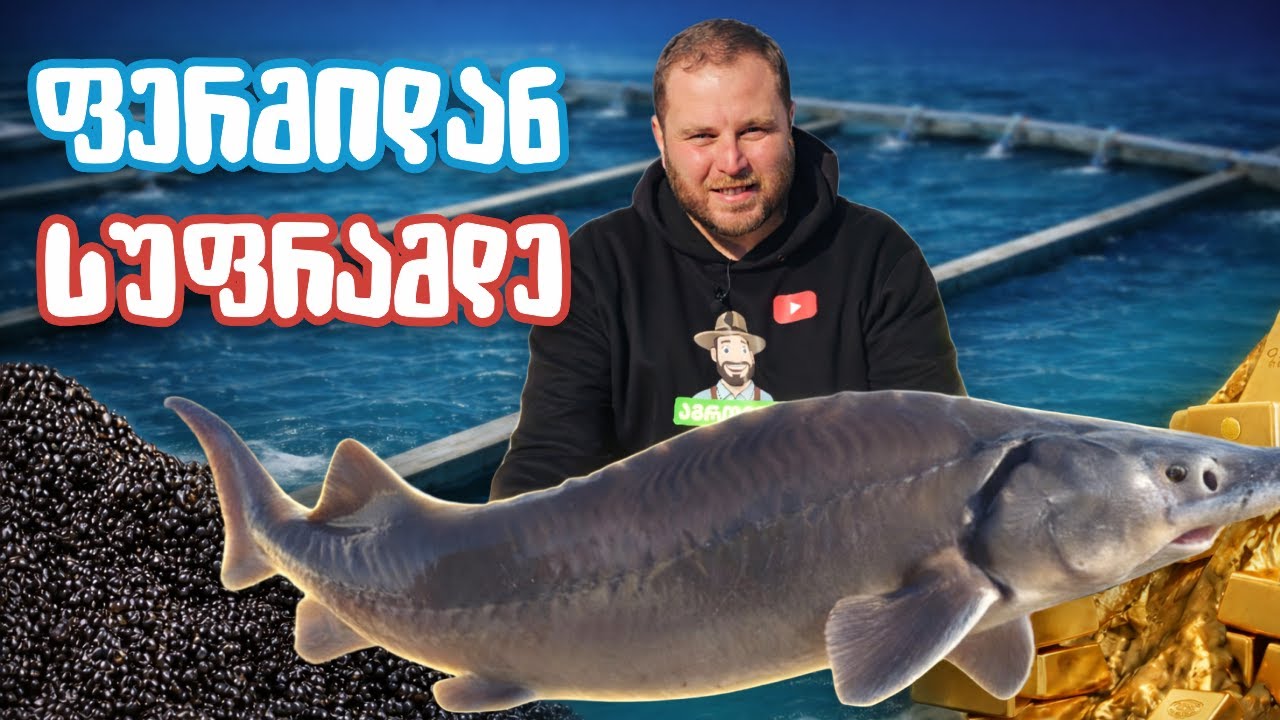 ოქროს თევზი დავიჭირე - თევზის მეურნეობა