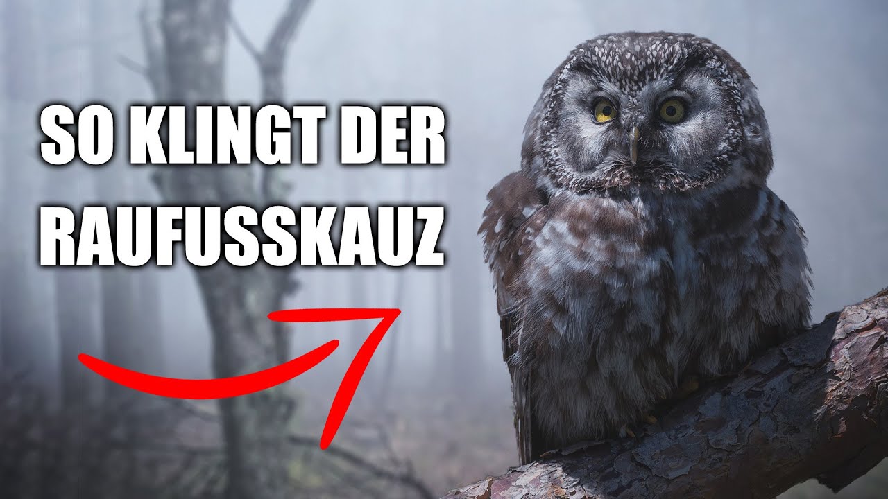 Raufußkauz - Vogelstimmen lernen