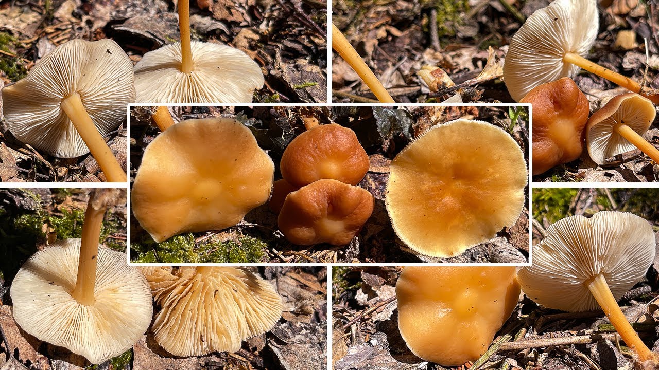 Waldfreundr&uuml;bling, Geriefter Waldfreundr&uuml;bling, Waldfreundblasssporr&uuml;bling, Gymnopus dryophilus