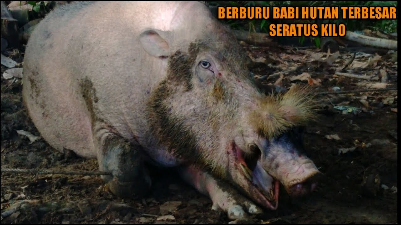 BERBURU BABI HUTAN TERBESAR  DI KALIMANTAN