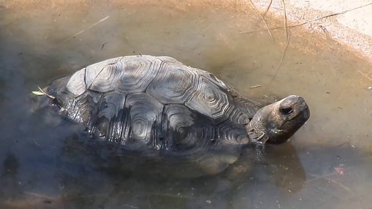 Visite du Village des tortues