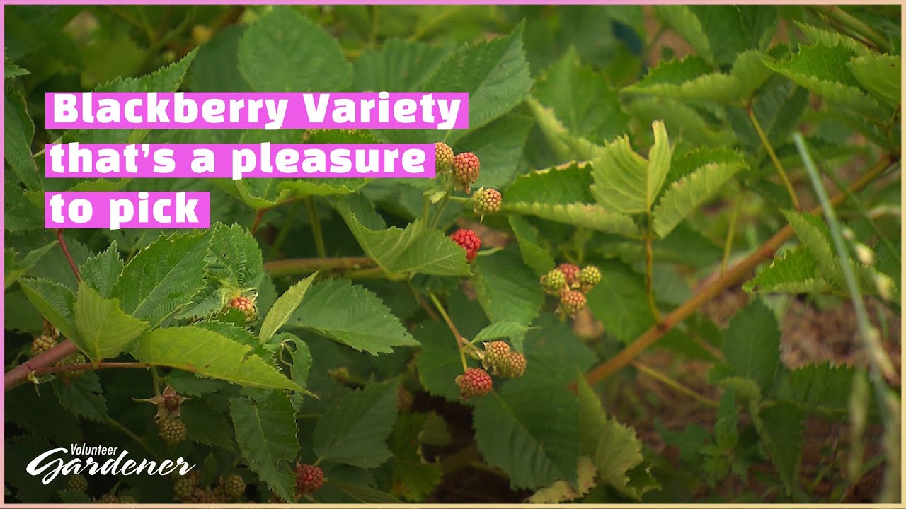 Thornless Blackberry Bushes | Volunteer Gardener