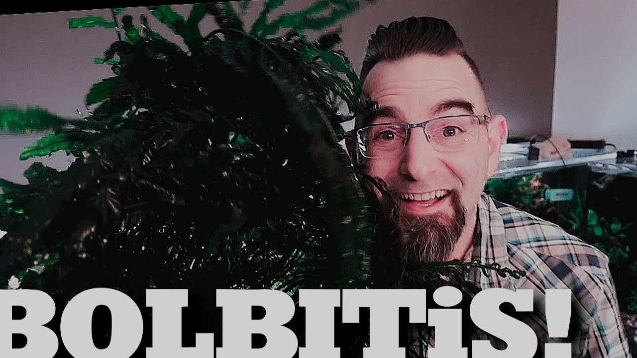 Bolbitis Heudelotii Just Too BIG?!