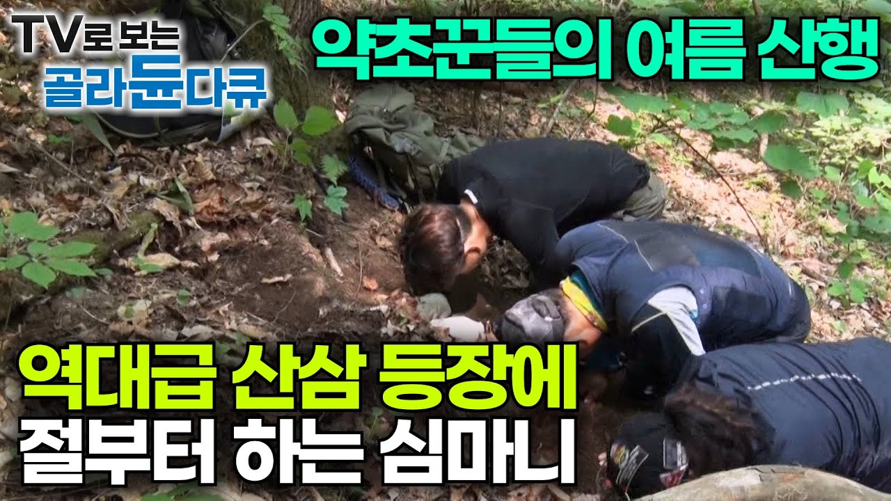 20년 경력 베테랑 약초꾼들도 발견하자마자 절부터 한 역대급 산삼의 등장｜심마니들의 여름 산행｜극한직업｜#골라듄다큐
