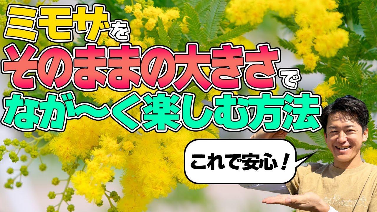 【鉢植えミモザ】大きくなりやすいミモザをずっと同じ大きさで管理する方法【根詰まり解消法】