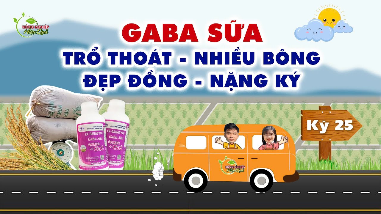 TRỔ THOÁT - NHIỀU BÔNG - ĐẸP ĐỒNG - NẶNG KÝ CÙNG GABA SỮA | Chuyến xe canh tác kỳ 25 #canhtaclua