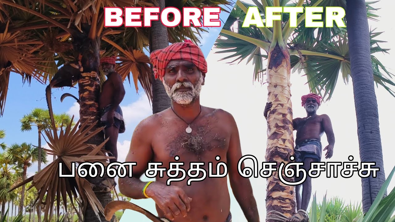 ஒரு பனைக்கு 100 வீதம் ஒருநாளைக்கு 25 பனை சுத்தம் செய்வேன் 100×25=2500/day😱😱 #பனை #பனங்காடு #palmyra 