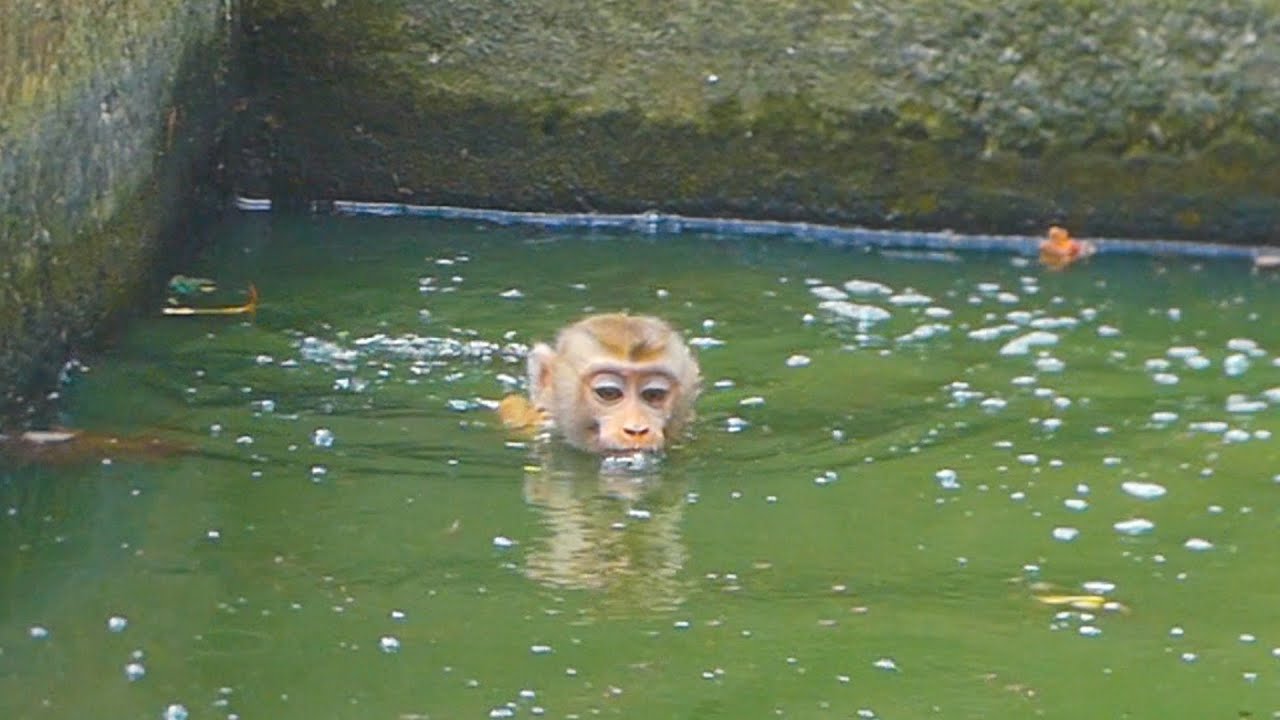 Lily recalls her swimming lessons in the Rojo pool, & then she enjoys her lunch with mama, bro & sis