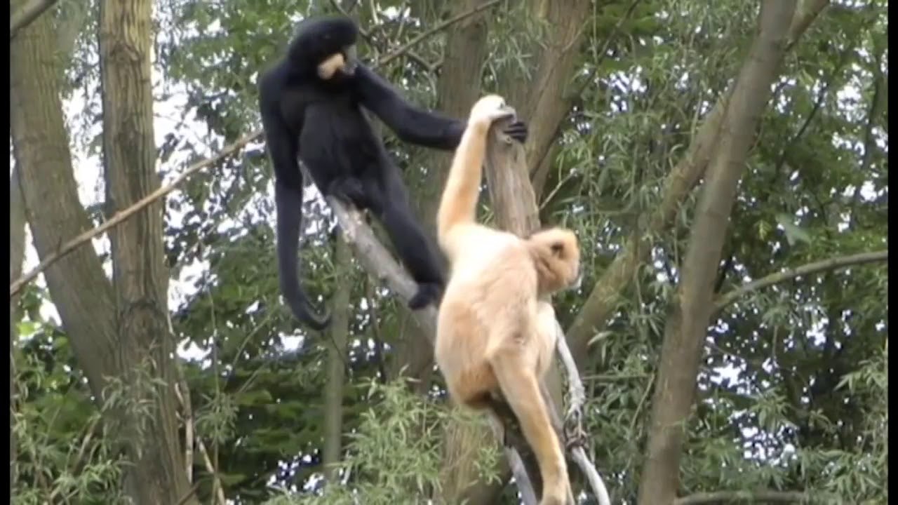 Animales en Libertad - Gibones