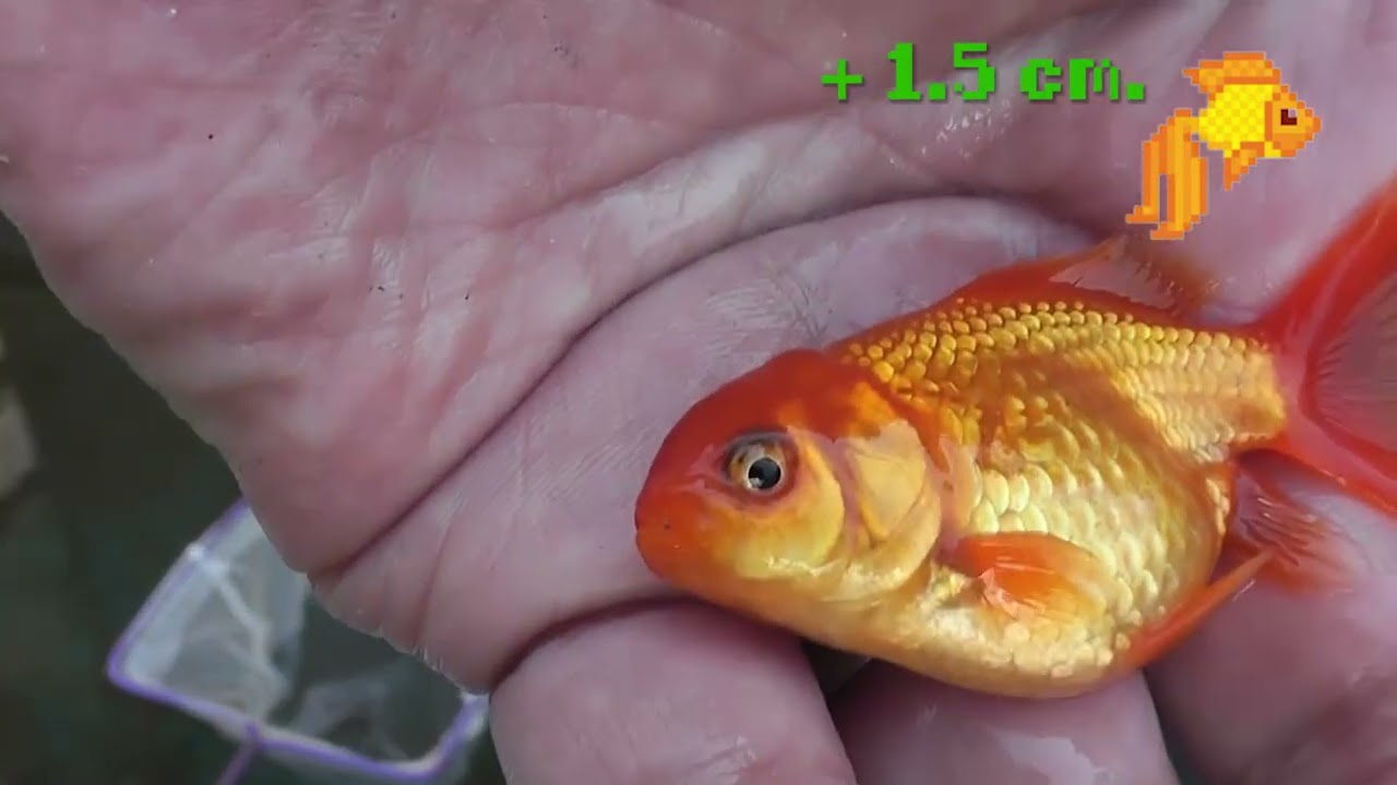 🈴Cómo hacer CRECER a los peces GOLDFISH - te explico!!