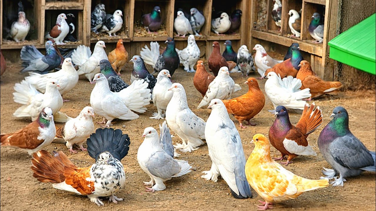 فرجة 37 حمامه من اجمل الحمام👌اتفرج واستمتع😍