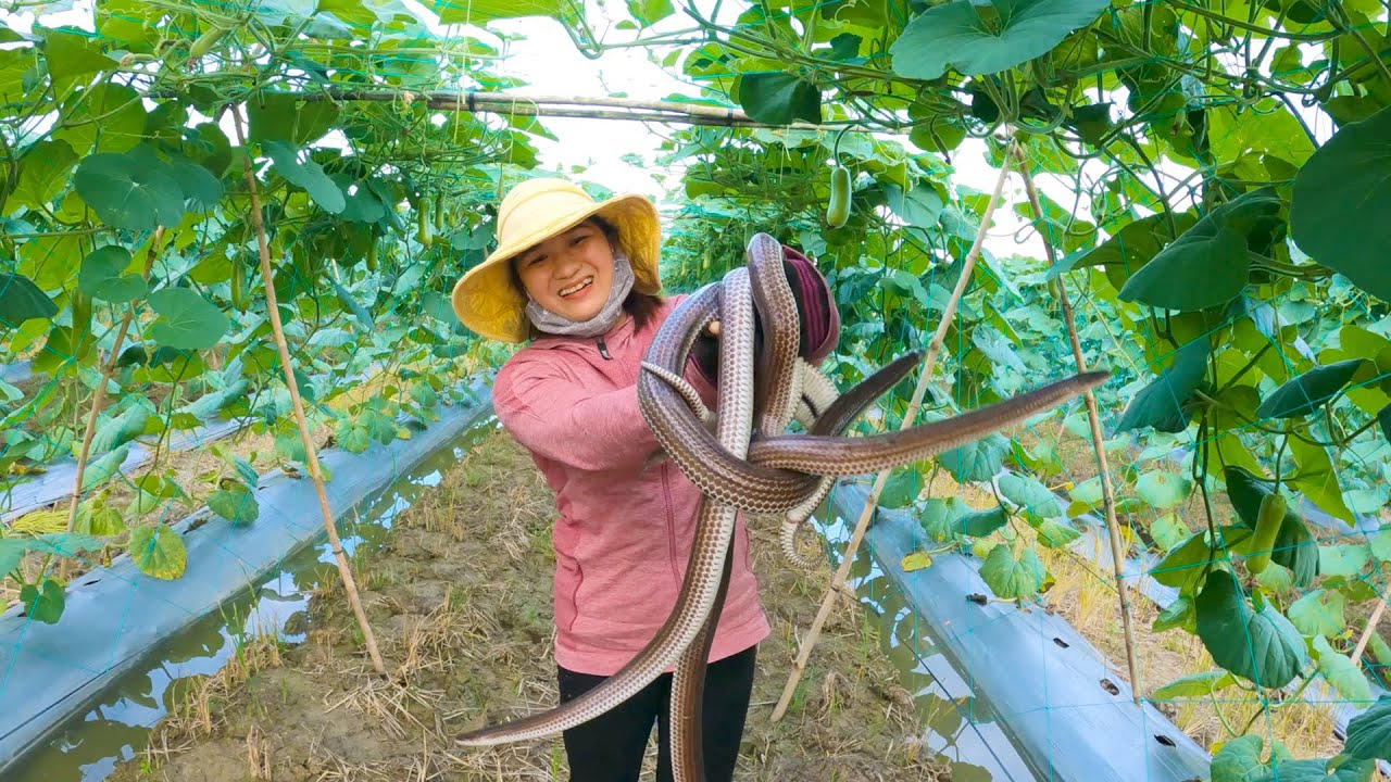 Đặc Sản M&ugrave;a Mưa, Những Con Rắn Lớn l Tập 21 # C&ograve; Sang Bẫy Rắn