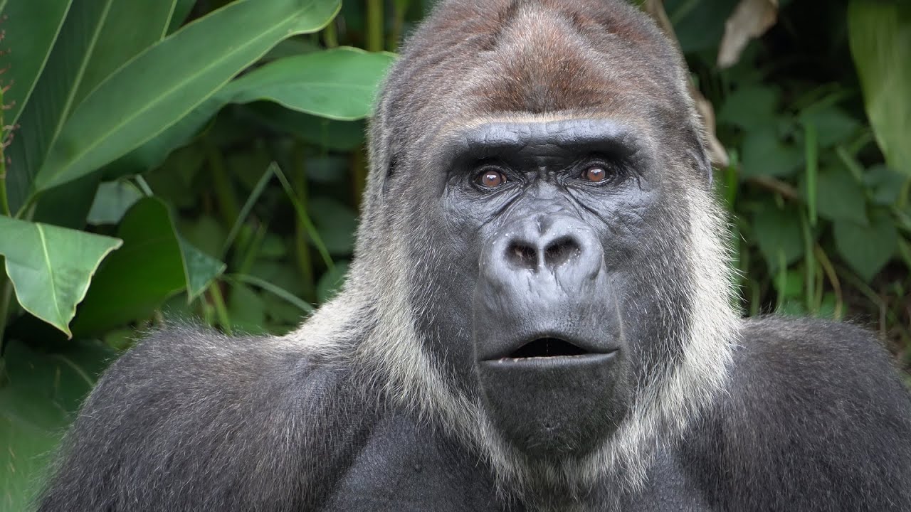 On Rola's birthday, there is no Rola, but Monta continues to live life to the fullest.