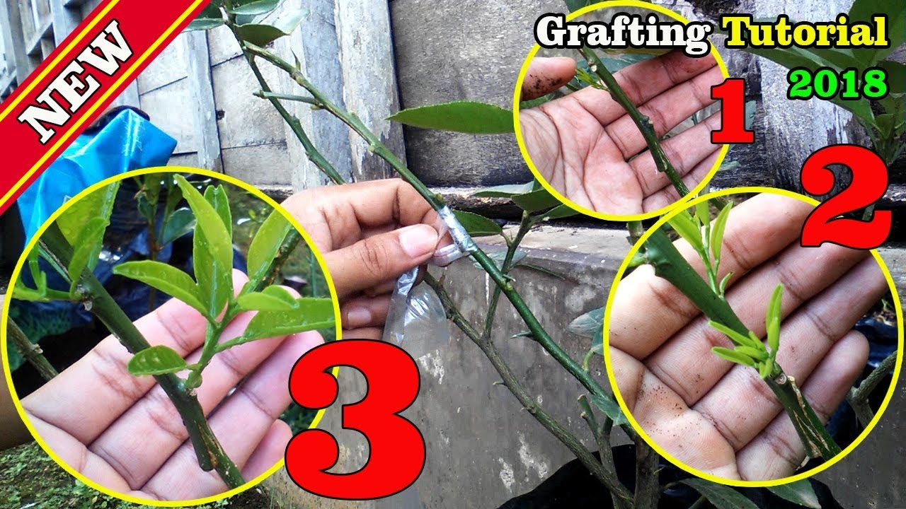 Grafting Citrus Tree Tutorial 2018 Full RESULT by Grafting Examples