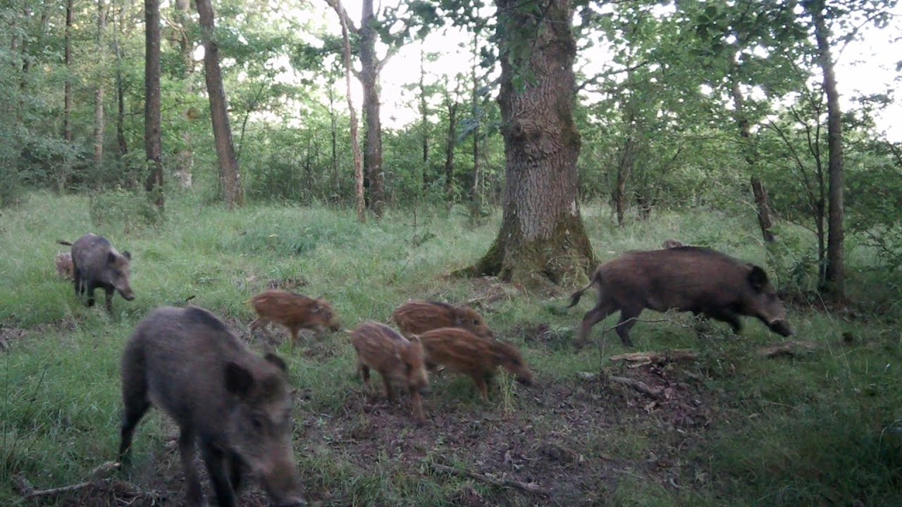 les visiteurs du début juillet:sangliers, biche, faon, renard, cerf mulet 🤩😃