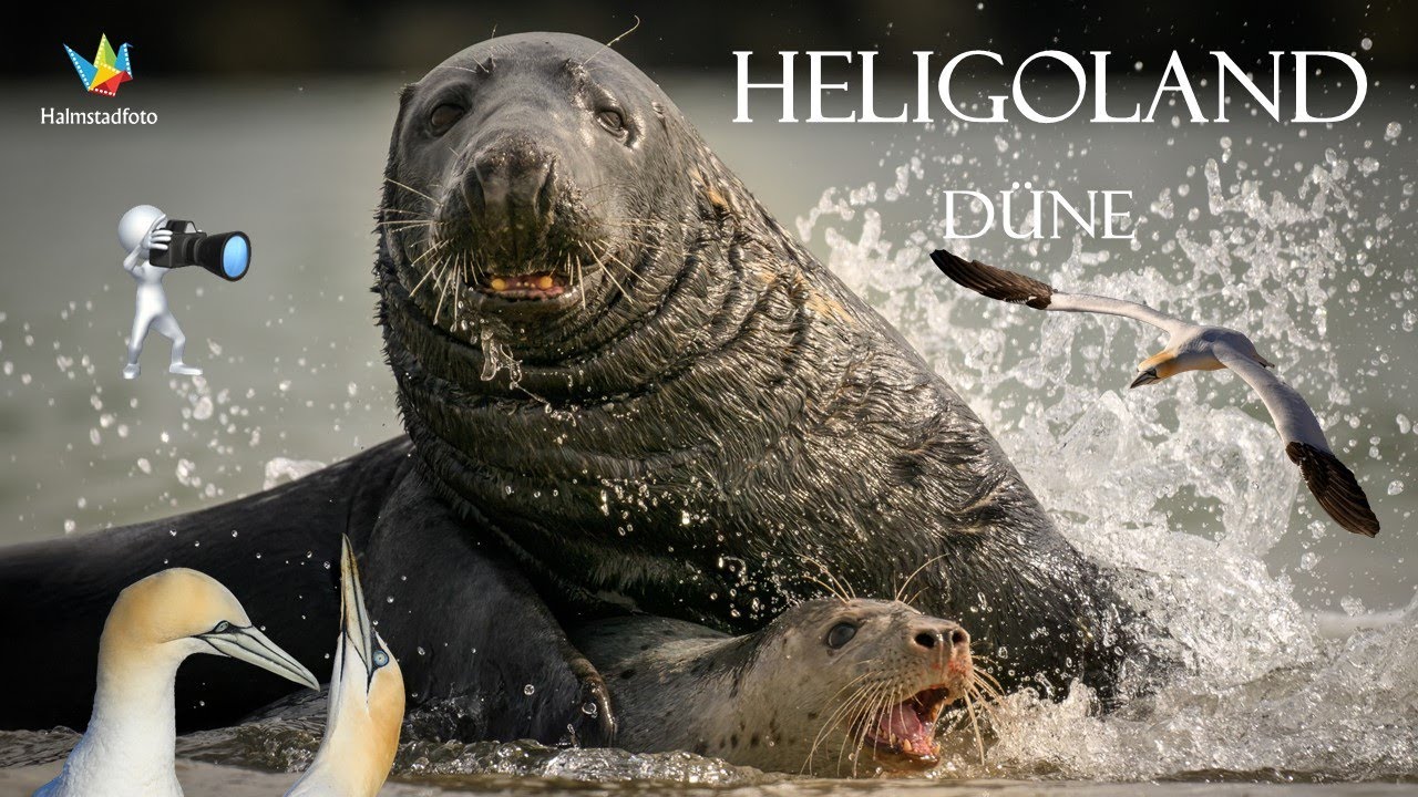 HELGOLAND Whaoooo 100% satisfied. Dune Island.