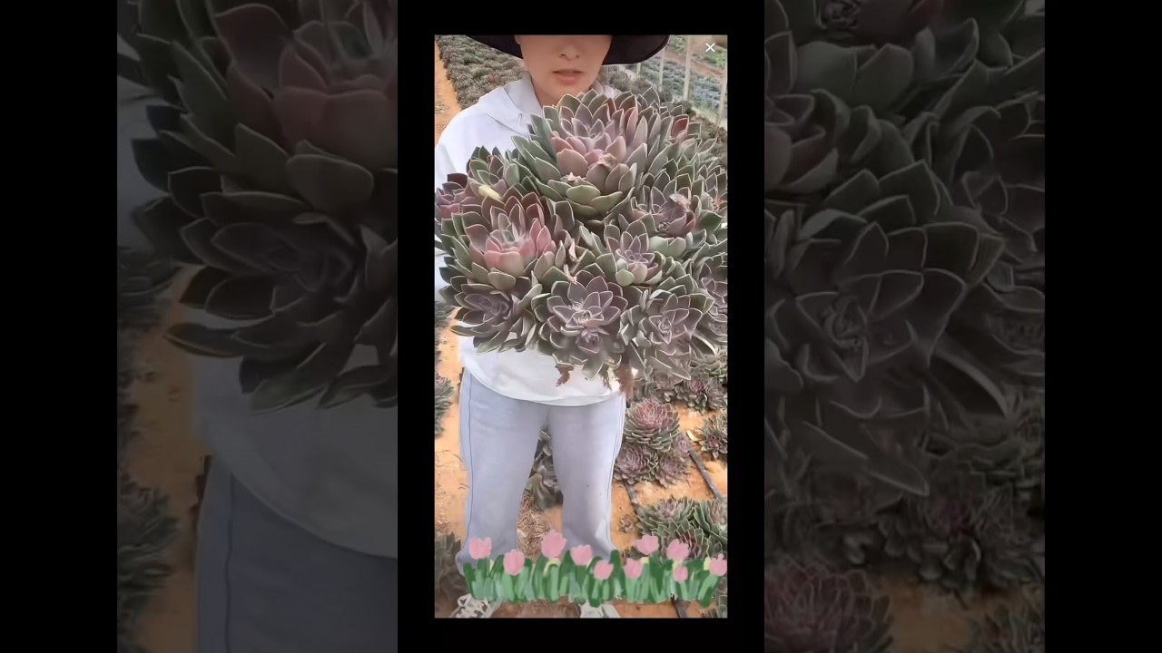 Succulent farmer Harvesting #succulent #succulentlover #plants