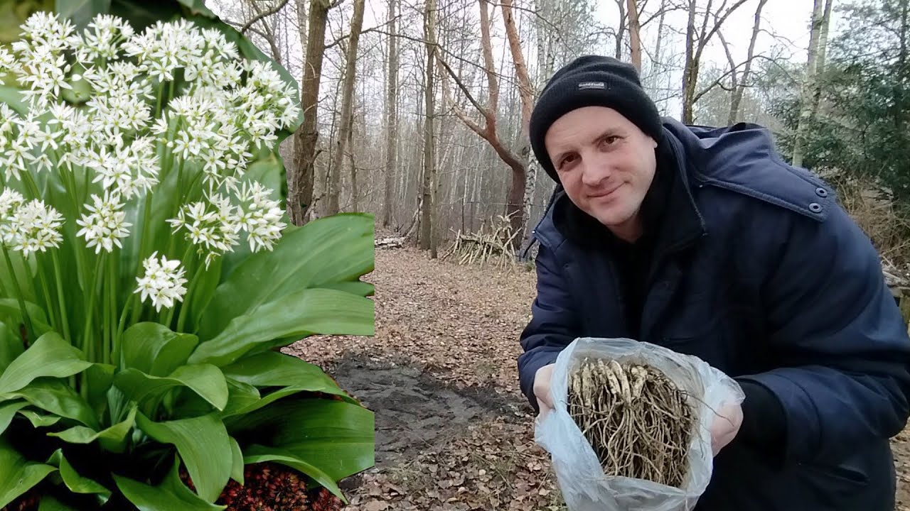 Czosnek niedźwiedzi, nowe poletko w moim leśnym ogrodzie. Jak uprawiać na piasku?