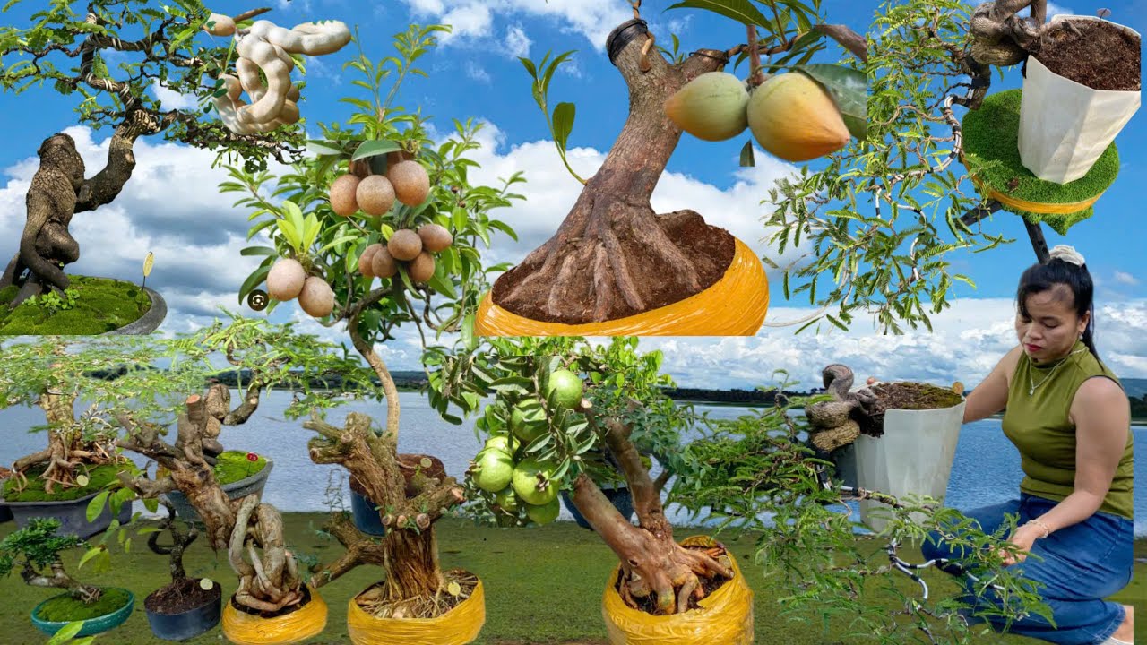 Báo giá 2/8: Khế Hoa Giấy Vú Sữa Ổi Tàu Sam Kiều Hùng Ngâu | Me dáng Đổ - Trung Hiếu bonsai
