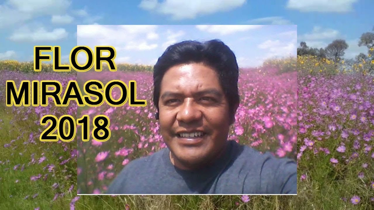Flor mirasol 2018