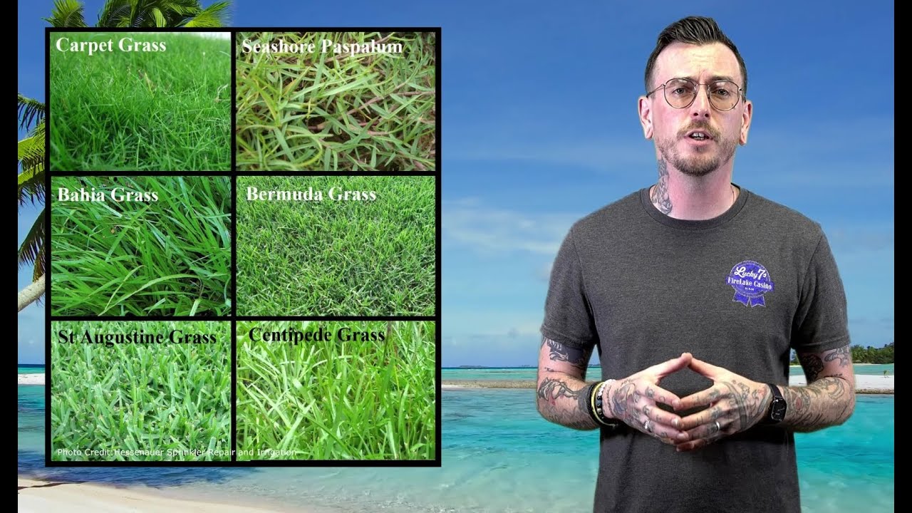 When To Reseed Bermuda And How!