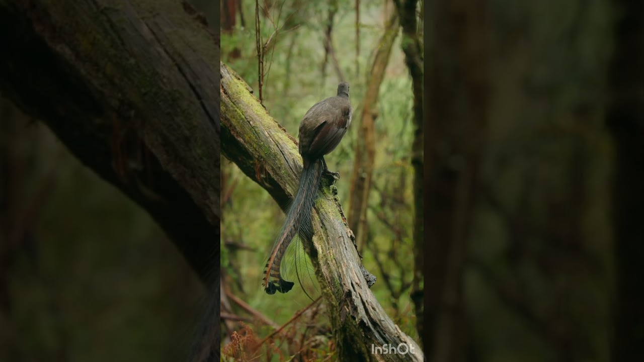 Beautifull birds and its voice