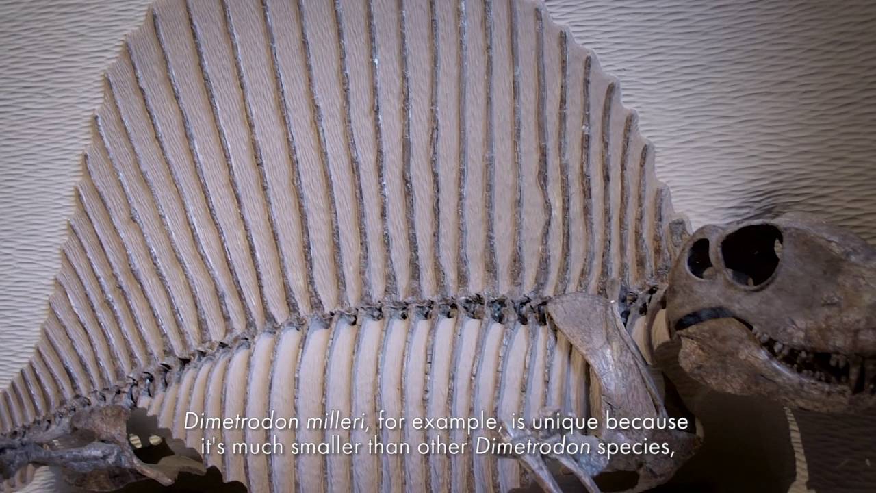 I&rsquo;m Your Type: What does it mean to be a &ldquo;type&rdquo; specimen?