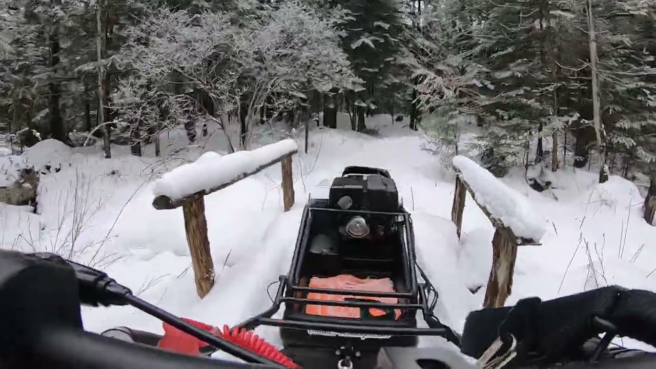 tinger dog  sugar shack tour