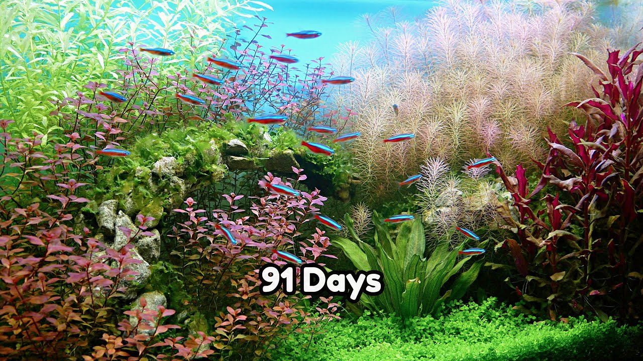 AQUASCAPE TUTORIAL - SIMPLE PLANTED AQUARIUM SETUP